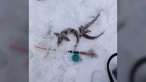 Во Владимирской области задержали ловившего стерлядь браконьера
