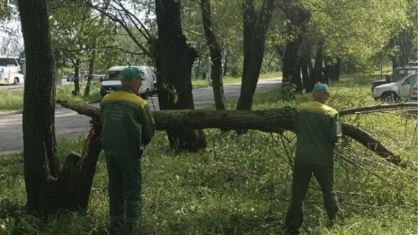 Во Владимире мощный ураган с грозой повалил деревья
