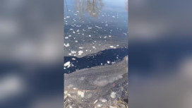 Жители Коврова сообщили о массовой гибели рыбы в пруду