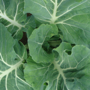 День Пантелеймона Кочанного: что можно и нельзя делать 9 августа