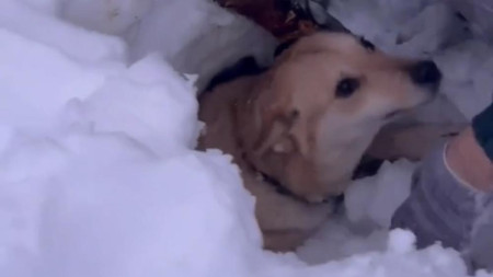 В Коврове собаку придавило снегом