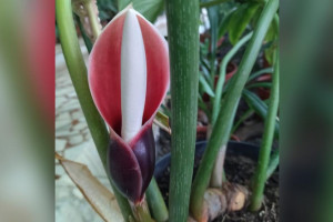 В Зимнем саду ДТЮ во Владимире зацвело экзотическое растение