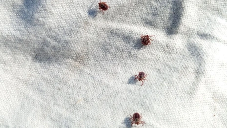 Первых в 2024 году клещей с болезнью Лайма выявили во Владимирской области