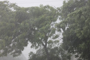 МЧС предупредило жителей Владимирской области о грозе и урагане до 20 м/с