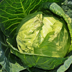 Арина Капустница: что можно и нельзя делать 18 мая