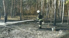 Тушение пожара в Загородном парке Владимира показали на видео