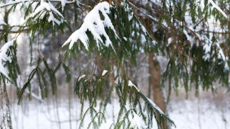 Прогноз погоды на 10 марта 2024 года во Владимире и области