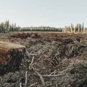 Во Владимирской области вырубили лес на 2,6 млн рублей