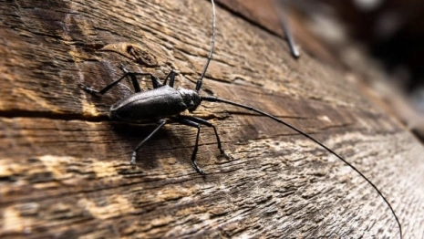 Во Владимирской области во второй раз нашли черного усача