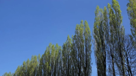 Во Владимире вырубку тополя у радиомогильника признали незаконной