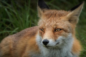 Во Владимирской области преувеличили число обнаруженных очагов бешенства в 2,5 раза