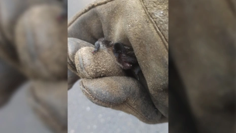 Жительницы Владимира поймали летучую мышь с помощью таза