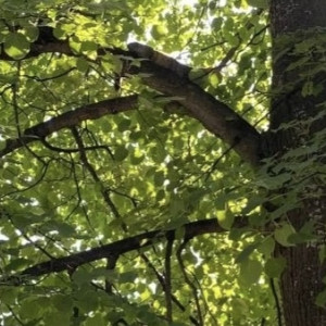 В Коврове спасатели достали просидевшую два дня на дереве кошку