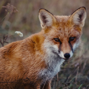 Во Владимирской области с начала 2024 выявили 3 очага бешенства