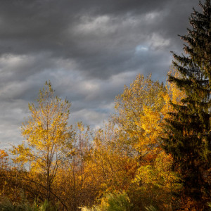 Прогноз погоды во Владимирской области на 12 октября