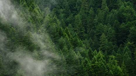 Во Владимирской области восстановление леса обойдется в 24,5 млн рублей