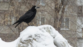 Во Владимирской области преждевременно прилетели грачи