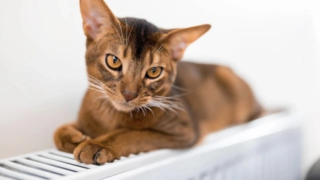 Владимирские власти объяснили раннее начало отопительного сезона