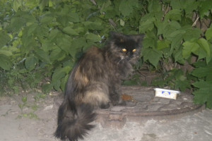 В деревне под Суздалем обнаружили очаг бешенства