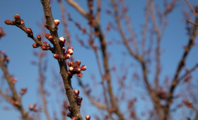 Прогноз погоды во Владимире и области на 22 апреля 2026 года