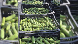 В Петушинском районе созрели огурцы