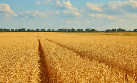 Во Владимирской области убрали 90% зерна