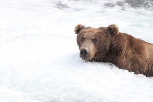 Жителям Владимирской области запретили держать дома медведей и бегемотов