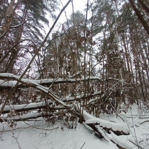 Прогноз погоды во Владимирской области на 23 декабря 2024 года