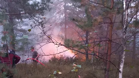 Лесной пожар в Камешковском районе разгорелся с новой силой