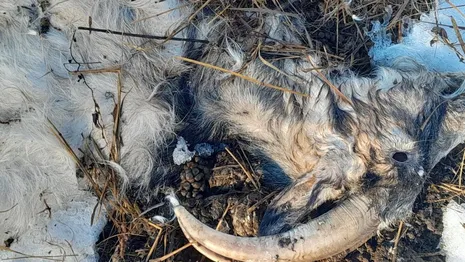 Житель села под Юрьев-Польским устроил свалку из трупов животных