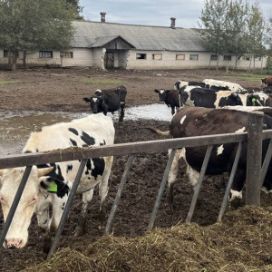 Фермера из Коврова оштрафовали за ужасные условия содержания коров