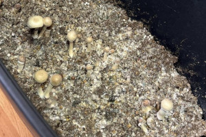 Житель Владимира попал под суд за попытку вылечить депрессию приемом псилоцебиновых грибов