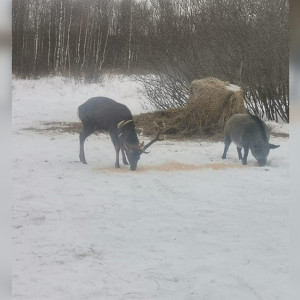 Во Владимирской области сняли перекус лося и кабана