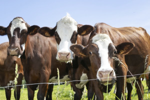 В поселке Гусь-Хрустального района ввели карантин по лейкозу коров