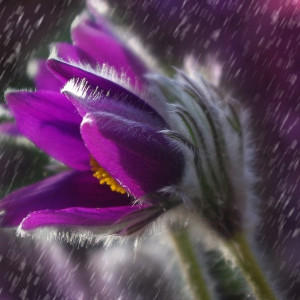 Мощный ливень с грозой обрушится на Владимир