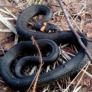 Змеи проснулись во Владимирской области
