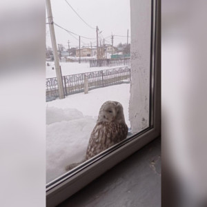 В Гороховце заметили длиннохвостую неясыть