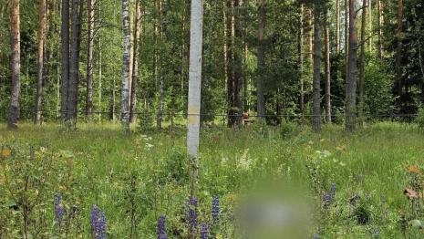 В лесу под Ковровом 12-летний ребенок погиб от удара током