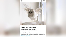 Во Владимире начали предлагать услуги собеседника на час