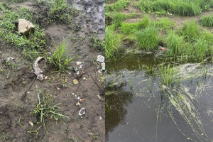 После замора рыбы в Клязьме под Владимиром возбудили уголовное дело