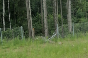 На М-12 во Владимирской области защитные сетки для животных повредились в 7 местах