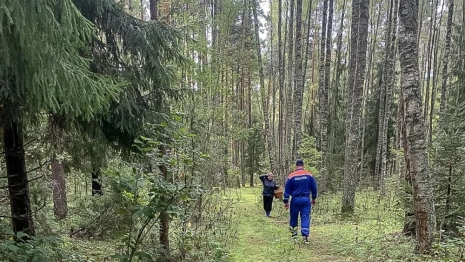 В лесу в Камешковском районе заблудилась женщина 