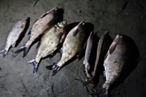 Житель Меленковского района попал под следствие за незаконную ловлю рыбы в Оке