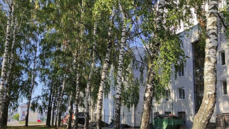 Артисты Владимирского драмтеатра обновят березовую рощу