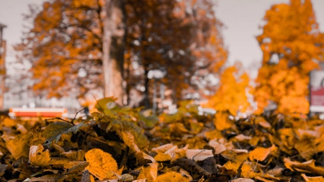 Прогноз погоды во Владимирской области на 10 сентября