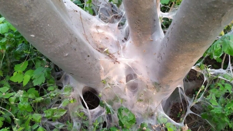 Появились жуткие фото деревьев во Владимире после нашествия горностаевой моли
