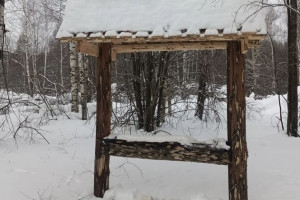 Во владимирских лесах жизнь животных «подсластили» солью