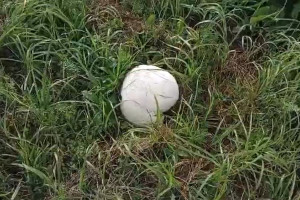 Во Владимирской области нашли поляну гигантских грибов