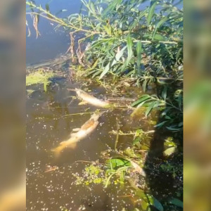 Ущерб от гибели краснокнижной рыбы в Клязьме во Владимире оценили в 4,7 млн рублей