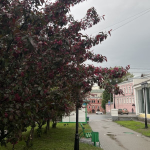 Появились фото и видео цветущих в центре Владимира красных яблонь